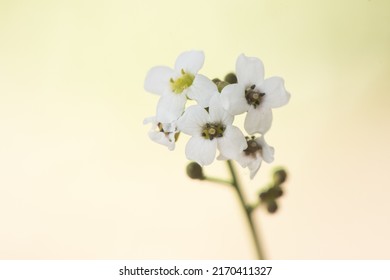 Crambe hispanica Hispanic crambe small and beautiful white flower with a waxy appearance with yellowish green stamens on a reddish natural background flash lighting - Shutterstock ID 2170411327