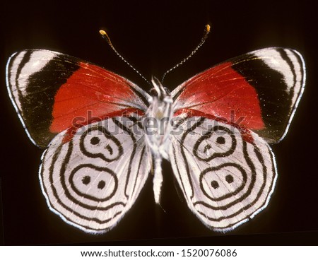 Cramer Eighty eight butterfly native from Brazil