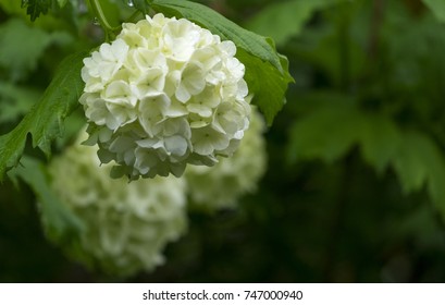 Cramp Bark (Viburnum Opulus)