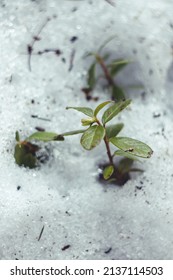 Cranberries With Buds Sprouting Through The Snow In Spring