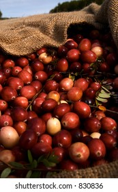 Cranberries In Burlap Bag