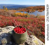 Cranberries picked in the mountains