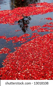 Cranberry Bog