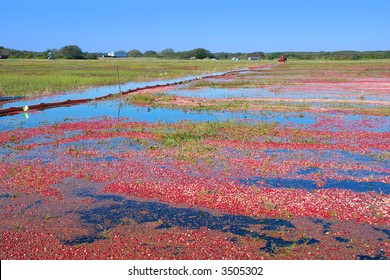 Cranberry Bog