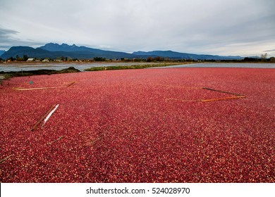 Cranberry Bog