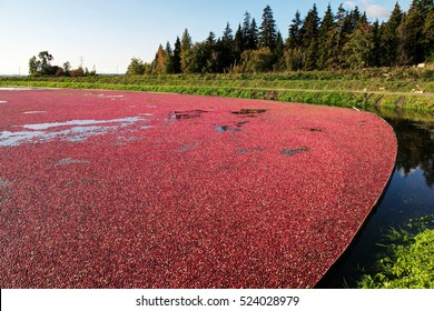 cranberry bog 