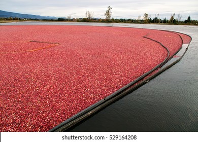 Cranberry Bog