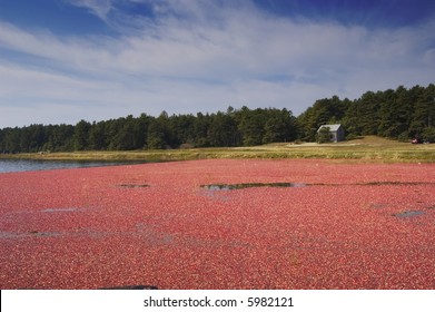 Cranberry Bog