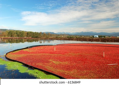 Cranberry Bog