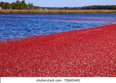 A cranberry bog is flooded before being wet harvested.



