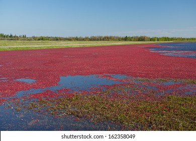 Cranberry bog in Saint Louis de Blandford, Quebec, Canada