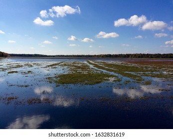 A Cranberry Bog In Speedwell, New Jersey In Autumn.