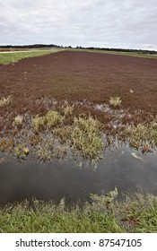 Cranberry Bog Wisconsin Field USA Juice And Jam And Spread