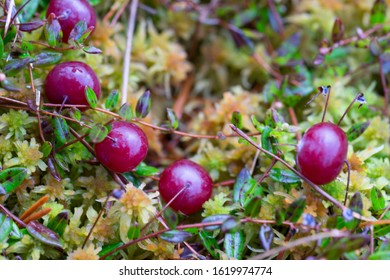 Cranberry Bush With Fruit Partially Submerged On Raised Bog Surface. Ripe Dark Red Juicy Berries In The Winter. Very Healthy Fruit. Latin: Vaccinium Subg. Oxycoccus.