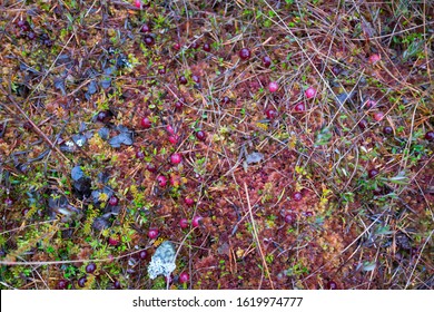 Cranberry Bush With Fruit Partially Submerged On Raised Bog Surface. Ripe Dark Red Juicy Berries In The Winter. Very Healthy Fruit. Latin: Vaccinium Subg. Oxycoccus.