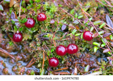 Cranberry Bush With Fruit Partially Submerged On Raised Bog Surface. Ripe Dark Red Juicy Berries In The Winter. Very Healthy Fruit. Latin: Vaccinium Subg. Oxycoccus.