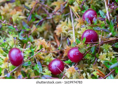 Cranberry Bush With Fruit Partially Submerged On Raised Bog Surface. Ripe Dark Red Juicy Berries In The Winter. Very Healthy Fruit. Latin: Vaccinium Subg. Oxycoccus.