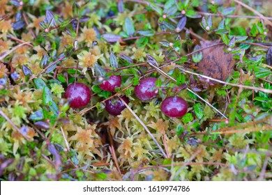 Cranberry Bush With Fruit Partially Submerged On Raised Bog Surface. Ripe Dark Red Juicy Berries In The Winter. Very Healthy Fruit. Latin: Vaccinium Subg. Oxycoccus.