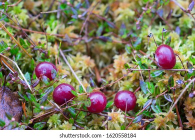 Cranberry Bush With Fruit Partially Submerged On Raised Bog Surface. Ripe Dark Red Juicy Berries In The Winter. Very Healthy Fruit. Latin: Vaccinium Subg. Oxycoccus.