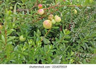 Cranberry Bush With Fruit In The Swamp