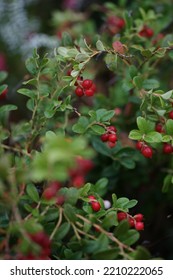 Cranberry Bush, Many Red Berries