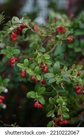 Cranberry Bush, Many Red Berries