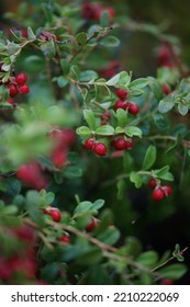 Cranberry Bush, Many Red Berries