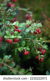 Cranberry Bush, Many Red Berries