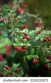 Cranberry Bush, Many Red Berries