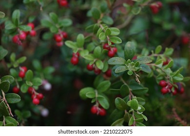 Cranberry Bush, Many Red Berries