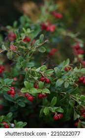 Cranberry Bush, Many Red Berries