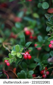 Cranberry Bush, Many Red Berries