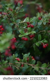 Cranberry Bush, Many Red Berries