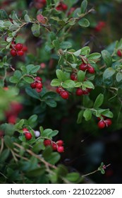 Cranberry Bush, Many Red Berries