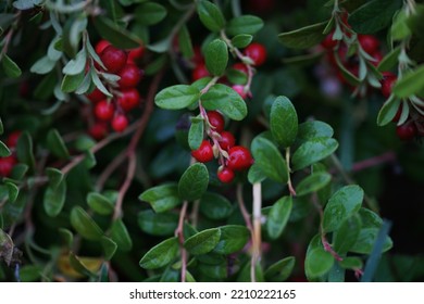 Cranberry Bush, Many Red Berries