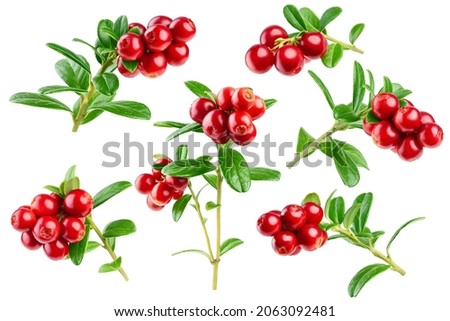 cranberry, cowberry, lingonberry, isolated on white background, clipping path, full depth of field