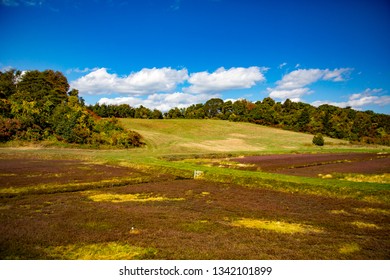 A Cranberry Farm (bog) Near Cape Cod, MA.