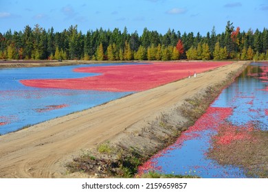 Cranberry farm water management harvesting in Saint-Louis-de-Blandford located on the Becancour River in Arthabaska county Centre-du-Quebec region.