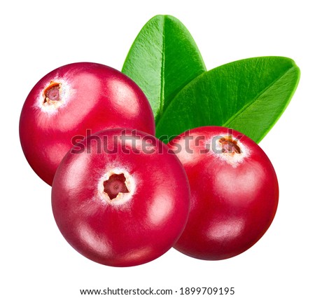 Cranberry fruit. Cranberry isolated on white background. Cranberry clipping path.