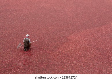 Cranberry Harvest