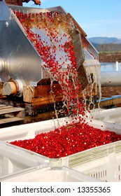 Cranberry Harvest