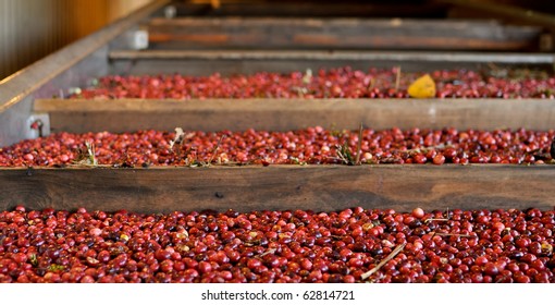 Cranberry Harvest