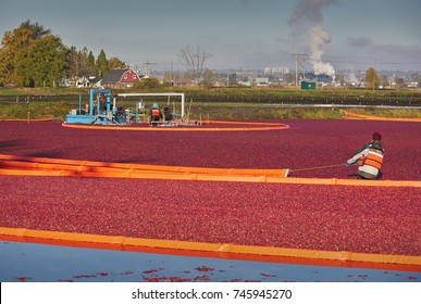      Cranberry Harvest. Cranberries harvested on a flooded cranberry bog. Richmond, British Columbia, Canada.

                         