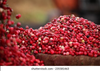 Cranberry Harvesting