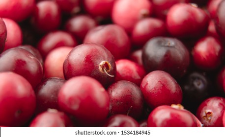 Cranberry. Harvesting Cranberries For The Winter. Cranberry Berries Close Up