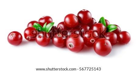Cranberry. Heap of berries with leaves isolated on white backgrouund. Full depth of field.