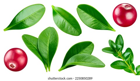 Cranberry leaves with Clipping Path isolated on a white background. Cranberry collection - Shutterstock ID 2250850289