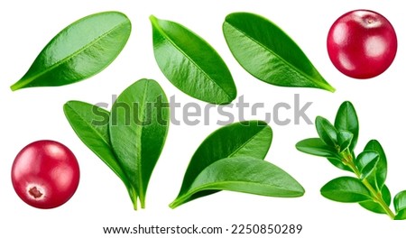 Cranberry leaves with Clipping Path isolated on a white background. Cranberry collection