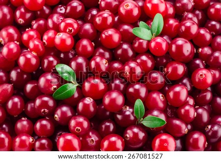 Cranberry with leaves. Red background.