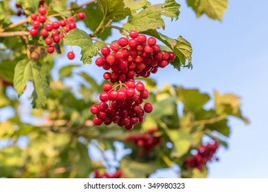 Cranberry ripe on a bush. Authentic farm series.